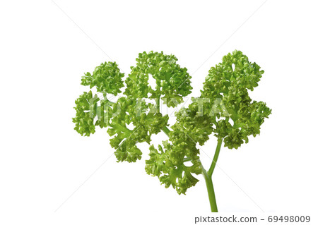 Parsley Parsley 69498009