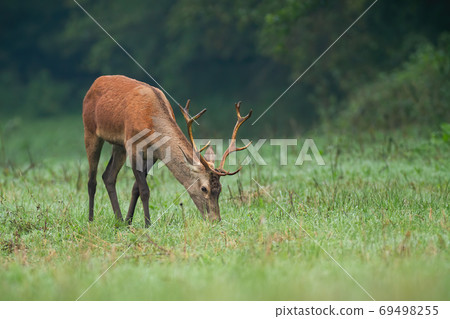 Young red deer grazing on meadow in summer morning. 69498255