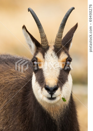 Tatra chamois looking to the camera in autumn in detail. Tatra chamois looking to the camera in autumn in detail. 69498276