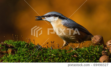eurasian nuthatch standing on moss in autumn nature. 69498327