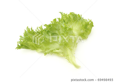 Frill lettuce 69498493
