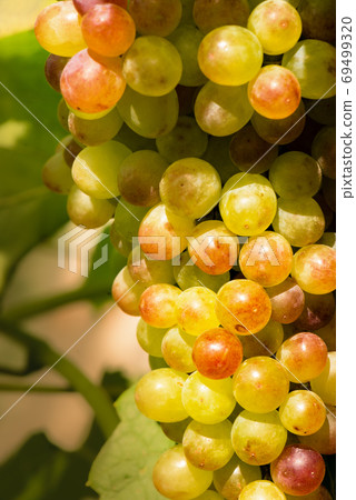 Fresh juicy green vine grape on the bush branch Fresh juicy green vine grape on the bush branch 69499320