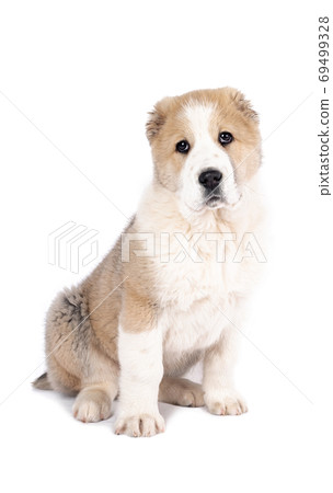 Central Asian Shepherd Dog furry puppy 69499328