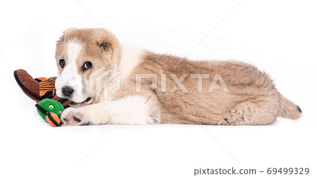 Central Asian Shepherd Dog - puppy with a toy Central Asian Shepherd Dog - puppy with a toy 69499329