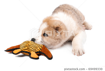 Central Asian Shepherd Dog - puppy with a toy 69499330