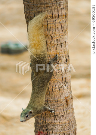 Cute squirrel on Pattaya beach (Thailand) 69500185