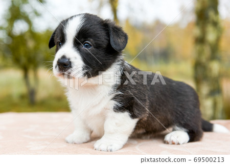 Welsh corgi pembroke puppy dog posing outside Welsh corgi pembroke puppy dog posing outside 69500213