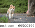 Walking brown white cat 69500399
