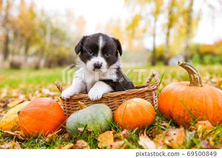 Corgi puppy dog with a pumpkin in the basket 69500849
