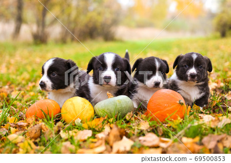 Corgi puppies dogs with a pumpkin in the basket 69500853