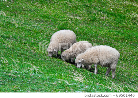 Three sheep Three sheep 69501446