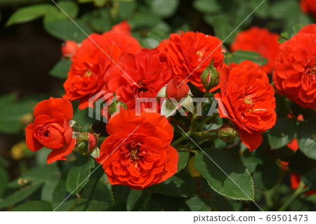 rose	 69501473