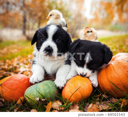 corgi puppies dogs with a pumpkin on an autumn background 69501543