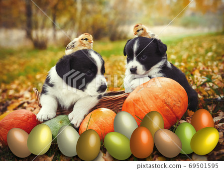 Corgi Puppies Dogs With A Pumpkin On An Autumn Background