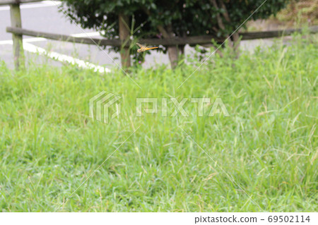 Dragonfly in flight Dragonfly in flight 69502114