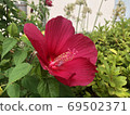 Hibiscus 69502371