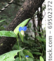 Grass 69502372