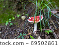 Wild mushrooms 69502861