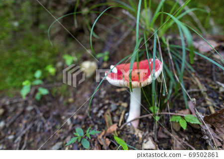 野生蘑菇 野生蘑菇 69502861