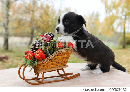 Welsh corgi pembroke puppy and sled with gifts Welsh corgi pembroke puppy and sled with gifts 69503482