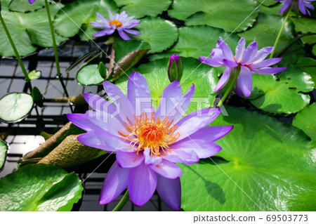 Atagawa Banana Crocodile Garden Tropical Water Lily 69503773