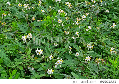 Shirobana horsenettle (white flower horsenettle) flower 69503883