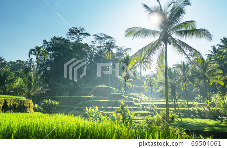 Tegalalang rice terrace, Bali, Indonesia 69504061