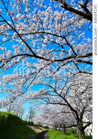Cherry blossoms on the peaceful bank (Niigata Prefecture) Cherry blossoms on the peaceful bank (Niigata Prefecture) 69504195