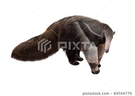 Giant anteater isolated on White Background. Anteater, cute anim 69504779