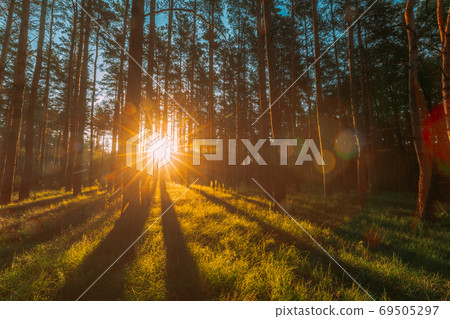 Sunset Sunrise Sun Sunshine In Sunny Summer Coniferous Forest. Sunlight Sunbeams Through Woods In Forest Landscape Sunset Sunrise Sun Sunshine In Sunny Summer Coniferous Forest. Sunlight Sunbeams Through Woods In Forest Landscape 69505297