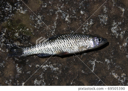 釣魚的Kuchiboso 69505390