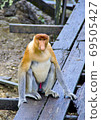 Nosed monkeys in the jungles of Borneo (Kalimantan) 69505427