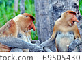 Nosed monkeys in the jungles of Borneo (Kalimantan) 69505430