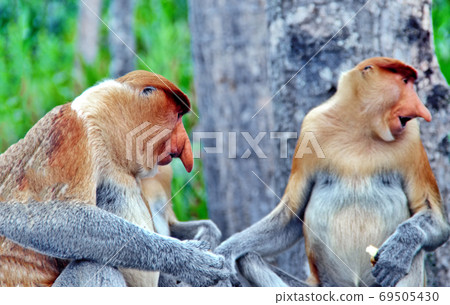 Nosed monkeys in the jungles of Borneo (Kalimantan) 69505430