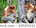 Nosed monkeys in the jungles of Borneo (Kalimantan) 69505432