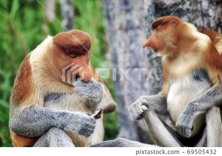 Nosed monkeys in the jungles of Borneo (Kalimantan) 69505432