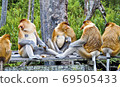 Nosed monkeys in the jungles of Borneo (Kalimantan) 69505433