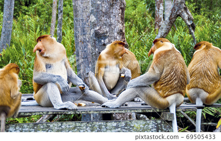 Nosed monkeys in the jungles of Borneo (Kalimantan) Nosed monkeys in the jungles of Borneo (Kalimantan) 69505433