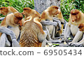 Nosed monkeys in the jungles of Borneo (Kalimantan) 69505434