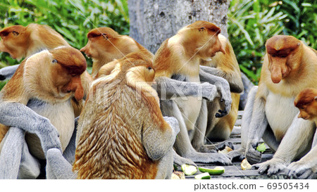 Nosed monkeys in the jungles of Borneo (Kalimantan) Nosed monkeys in the jungles of Borneo (Kalimantan) 69505434