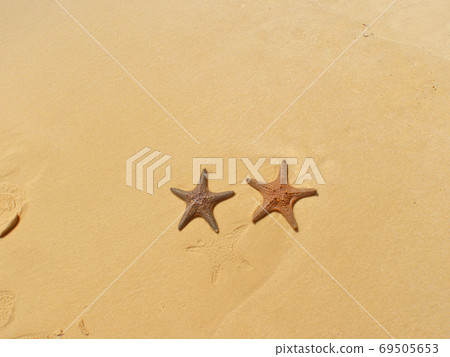 Starfish washed up on the sandy beach of Moreton Island, Brisbane, Queensland, Australia 69505653