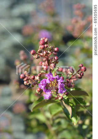 Crepe myrtle 69505695