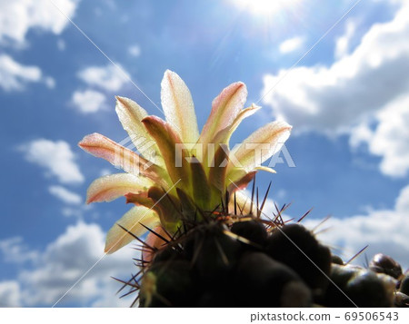 Montana Montana 69506543