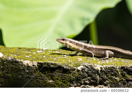 brown Skink in the garden 69506632
