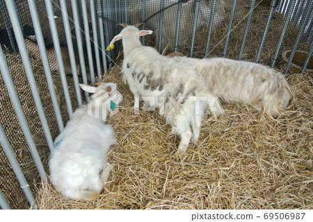 SERDANG, MALAYSIA -SEPTEMBER 30, 2017: Goats from selected breeds are placed in the cages to sell to breeders. SERDANG, MALAYSIA -SEPTEMBER 30, 2017: Goats from selected breeds are placed in the cages to sell to breeders. 69506987