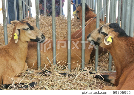 SERDANG, MALAYSIA -SEPTEMBER 30, 2017: Goats from selected breeds are placed in the cages to sell to breeders. SERDANG, MALAYSIA -SEPTEMBER 30, 2017: Goats from selected breeds are placed in the cages to sell to breeders. 69506995