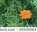 Orange flower on green leaf background. Shallow depth of field. 69509064