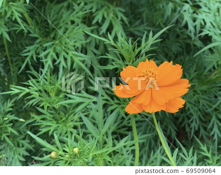 Orange flower on green leaf background. Shallow depth of field. 69509064