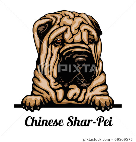 Head Chinese Shar-Pei - dog breed. Color image of a dogs head isolated on a white background 69509575