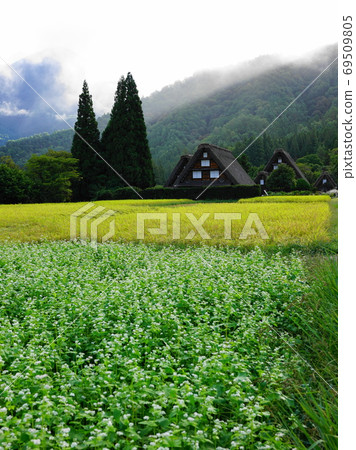 白川鄉的秋天,有色的稻穗和蕎麥花盛開 白川鄉的秋天,有色的稻穗和蕎麥花盛開 69509805